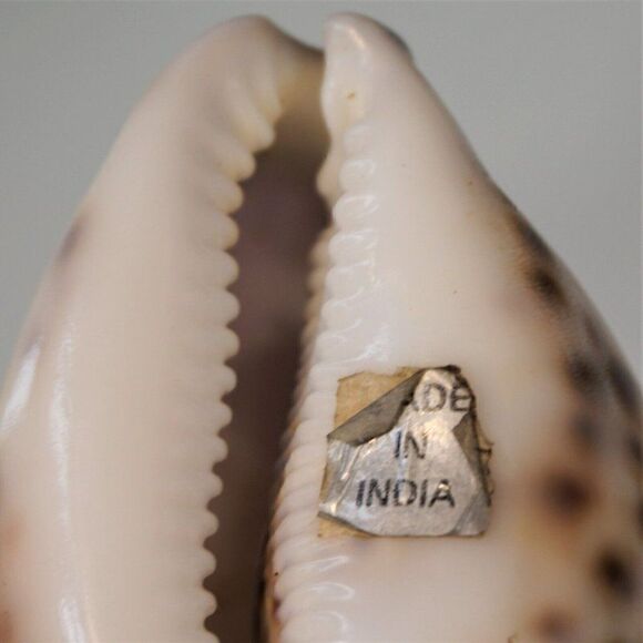 Vintage Cowrie Seashell Gemini Zodiac Sign - Picture 7 of 7